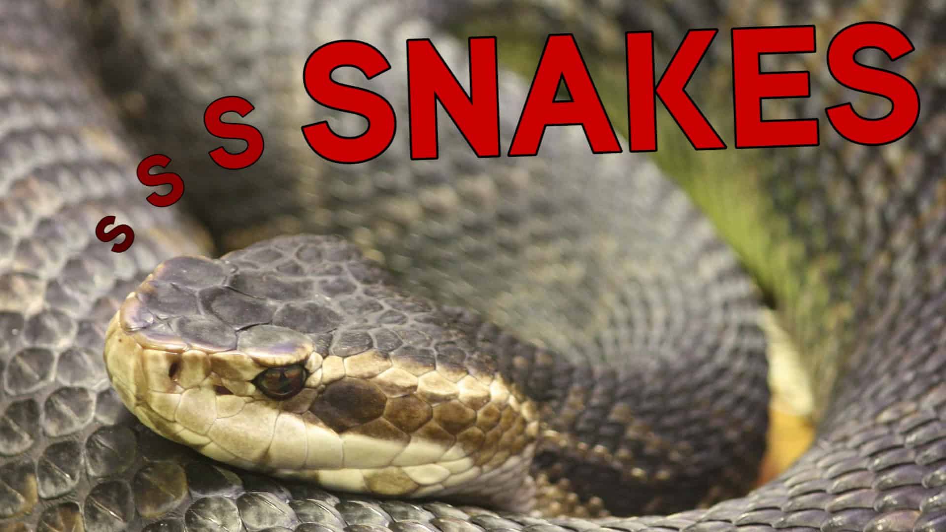 snake stories